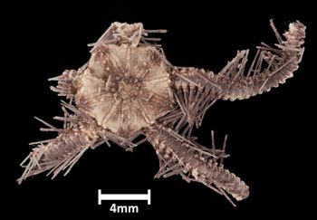 Media type: image;   Invertebrate Zoology OPH-4213 Aspect: dorsal